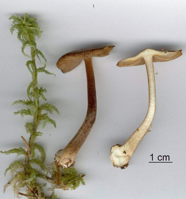 Inocybe napipes